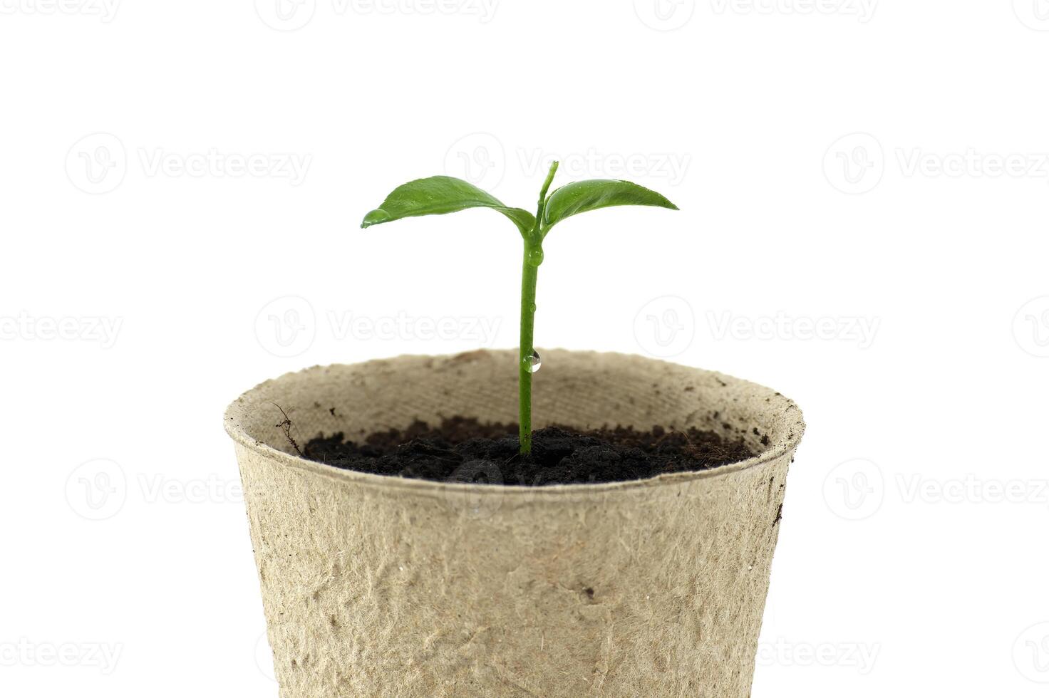 Green seedling sprouting from pot placed on white photo