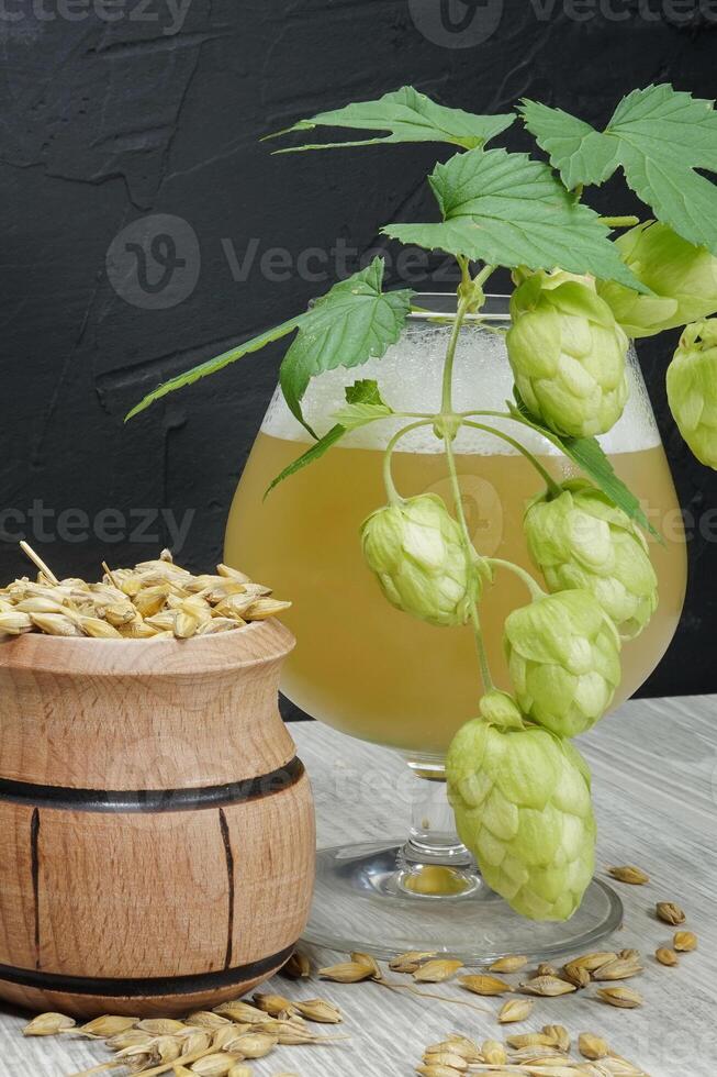 Branch of fresh hops on plant with homemade beer photo