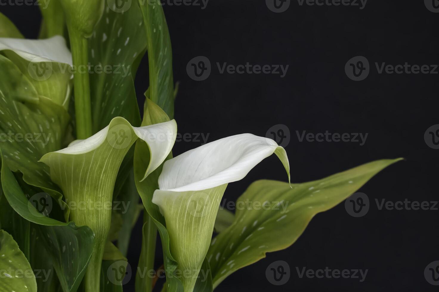White calla lilies flowers on black background photo