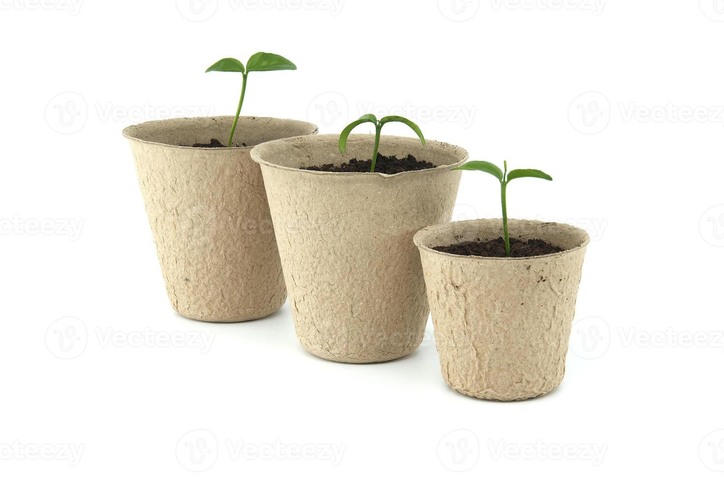 Green seedlings sprouting from pots placed on white photo