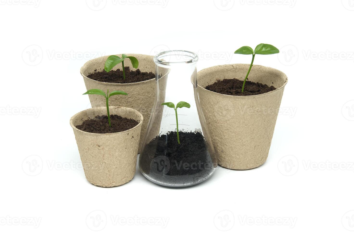 Green seedlings in biodegradable pots and glass flask photo