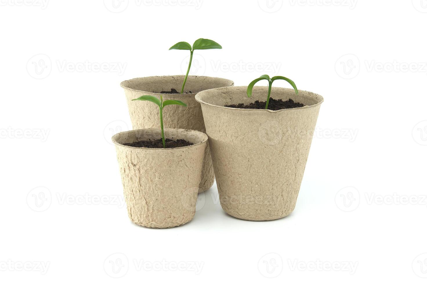 Green seedlings sprouting from pots placed on white photo