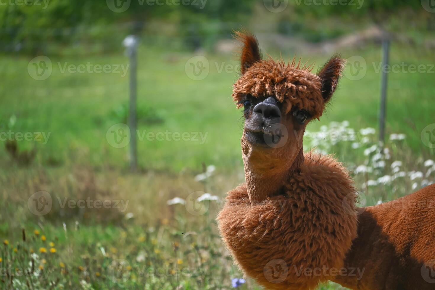 marrón alpaca con un pronunciado peinado soportes en verde campo foto