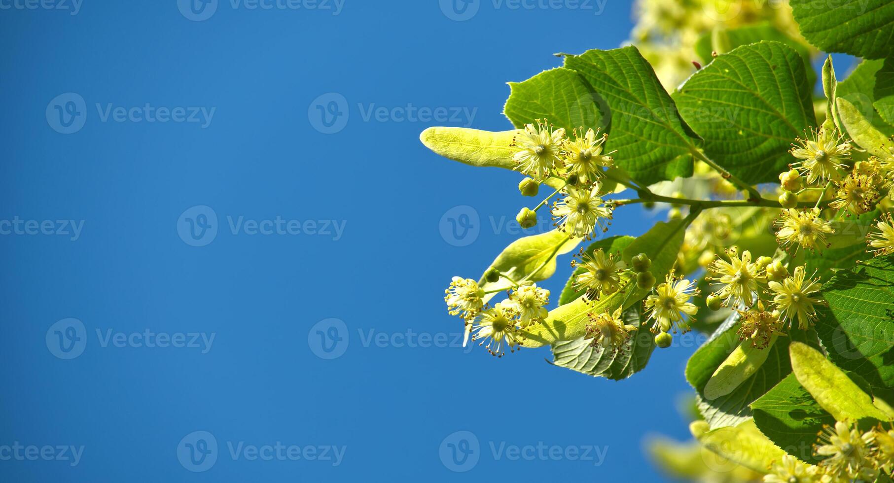 Linden tree branch with yellow flowers against blue sky photo