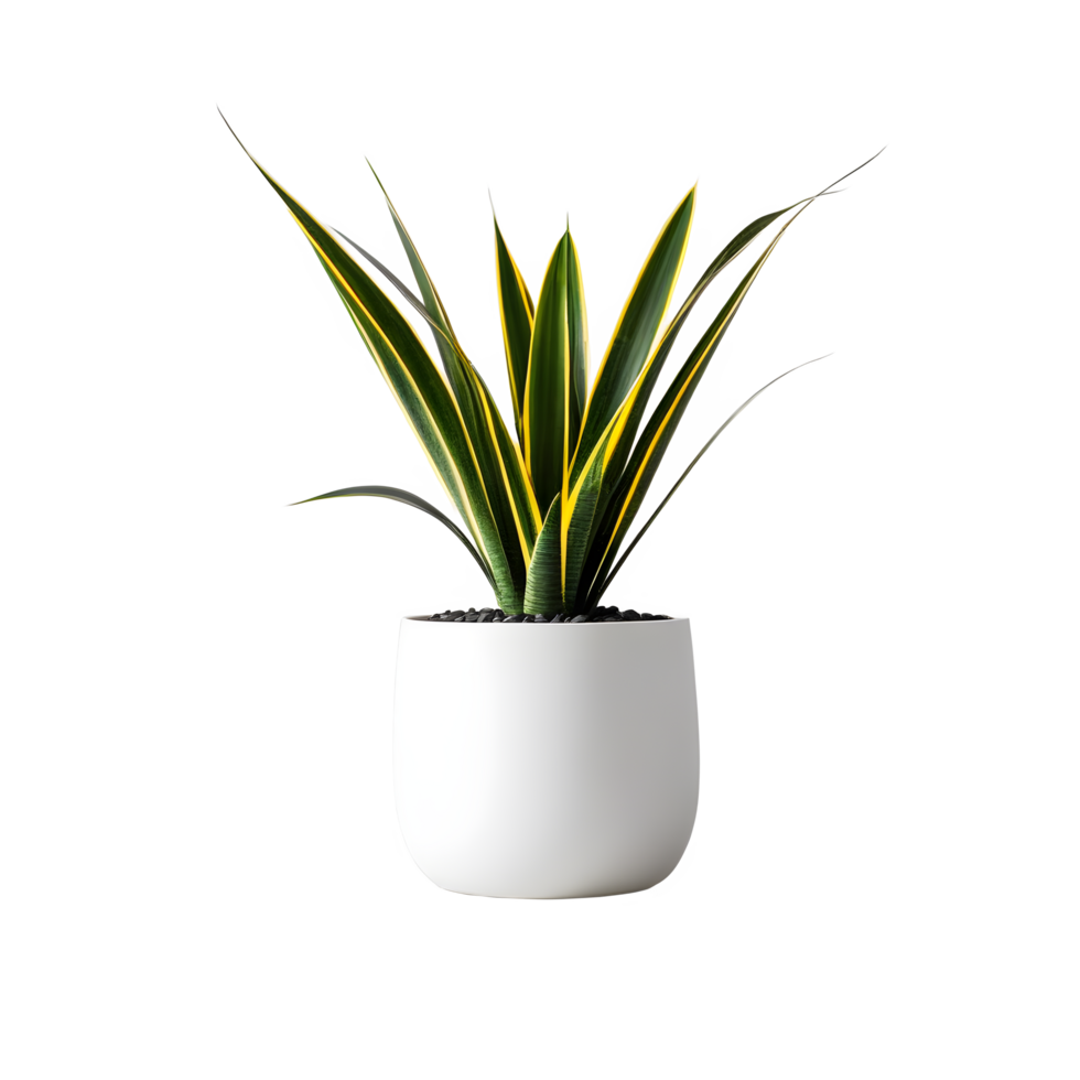 AI generated snake plant in white pot isolated on white background. ai generative png