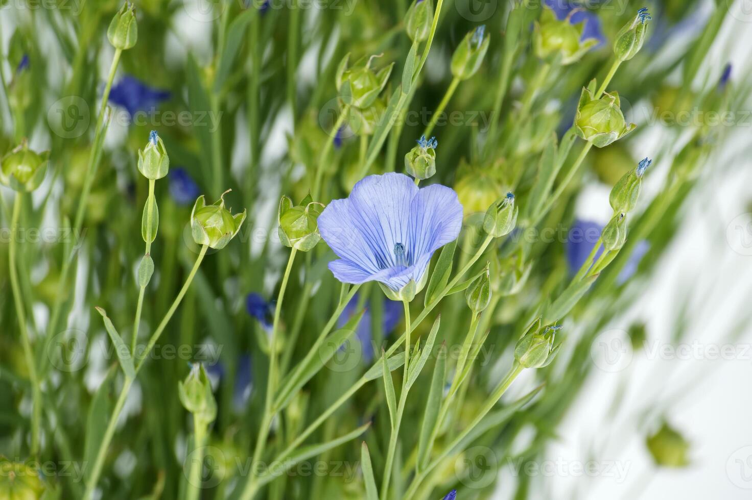 Blue flax blossom in close up over white background photo