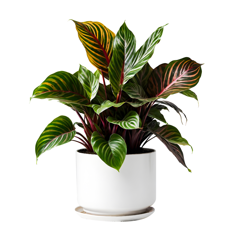 AI generated calathea cv sanderiana in a white pot isolated transparent background. ai generative png