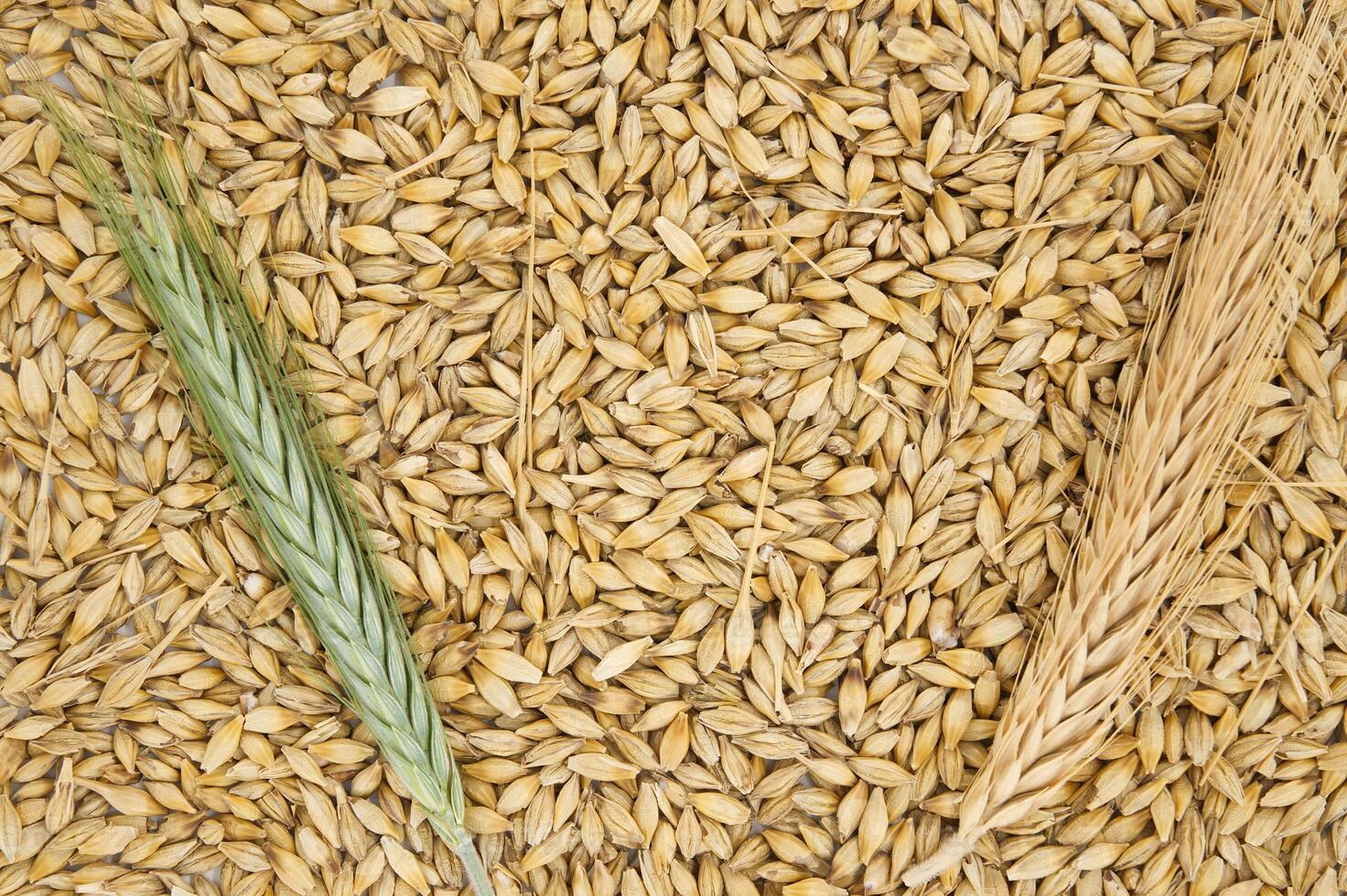 Barley seeds with the outer husk and barley ears photo