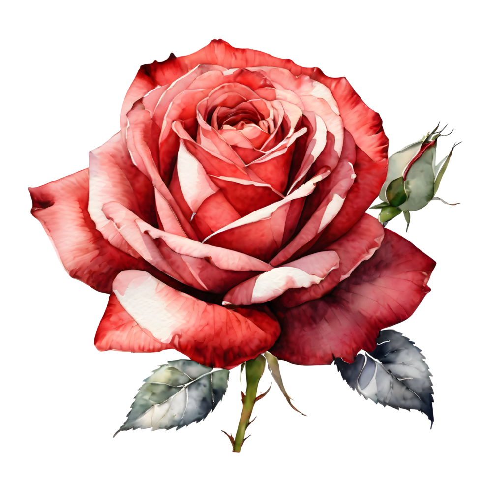 ai generiert Aquarell Stil Illustration Über rot Rose auf transparent Hintergrund. ai generativ png