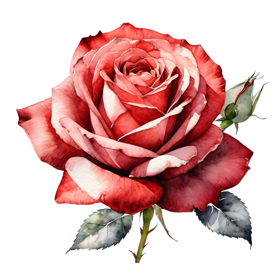 AI generated Watercolor style illustration about Red rose on transparent background. ai generative png