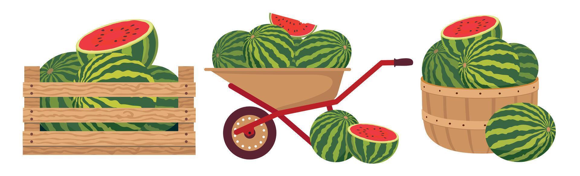 A set of farm watermelons in a basket, box, cart. Various garden containers with watermelons. Vector illustrated clipart.