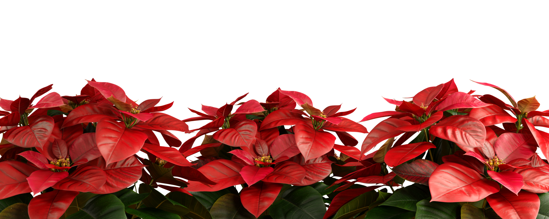 Red poinsettia flowers cut out backgrounds isolated transparent png file