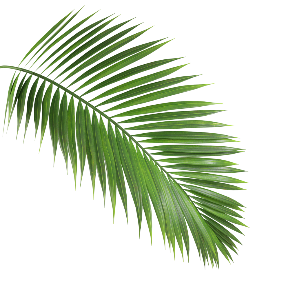 Palm leaf branch tropic summer isolated backgrounds 3d illustration png file