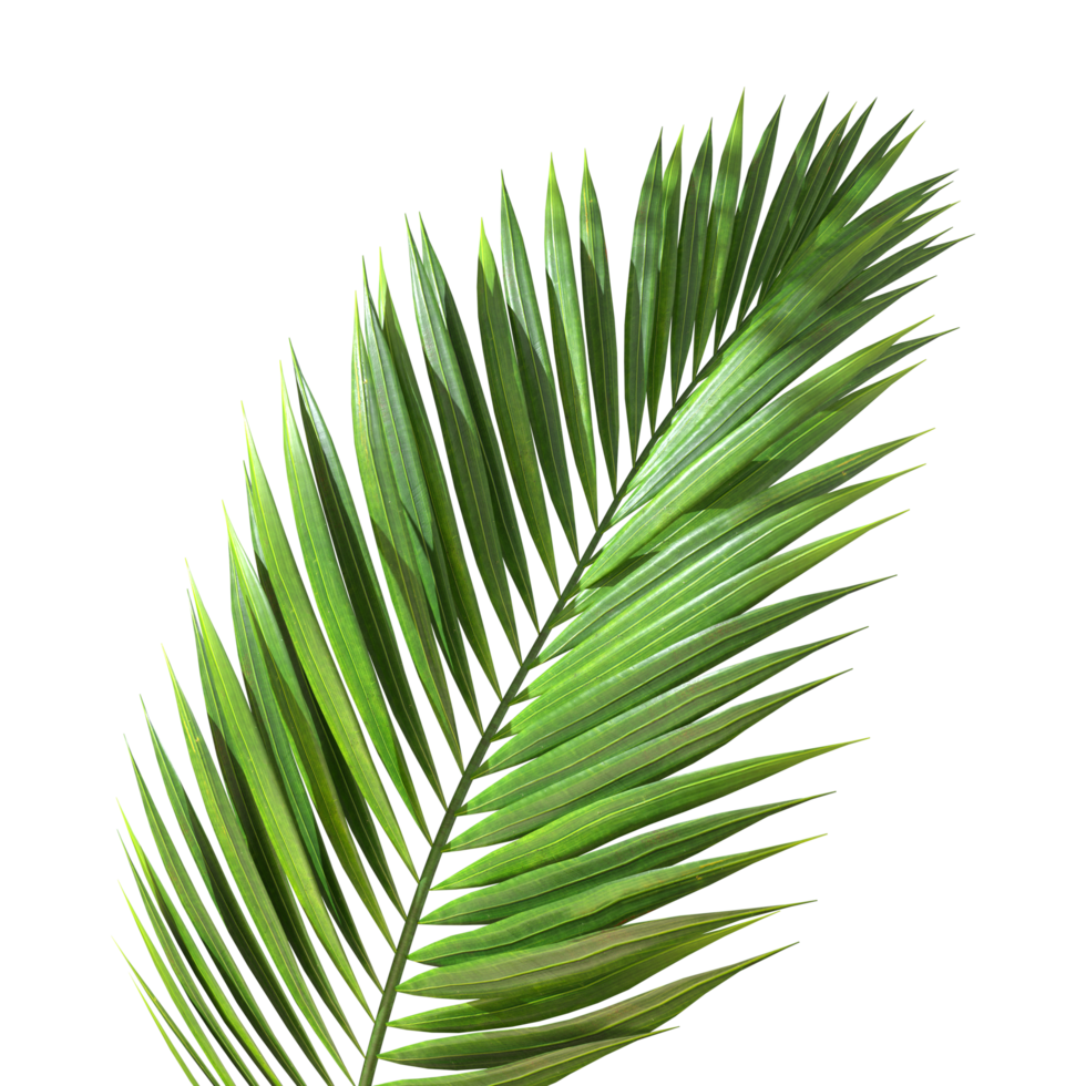 Green palm leaves foliage transparent background 3d rendering png file