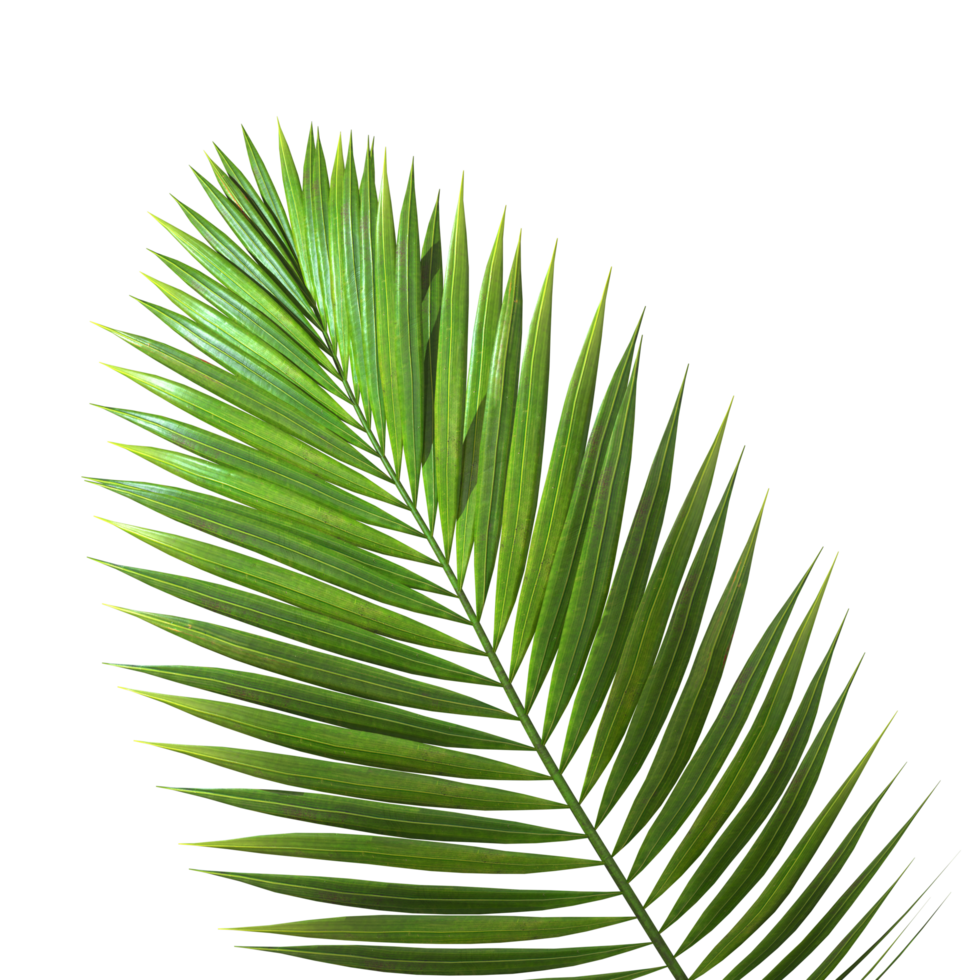 Tropic palm Leaf isolated backgrounds 3d illustration png file