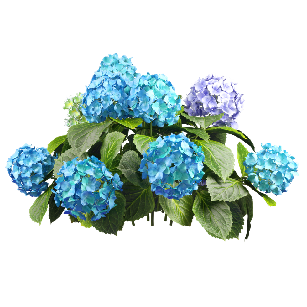Bouquet flower blossoming beauty cut out transparent background 3d rendering png file