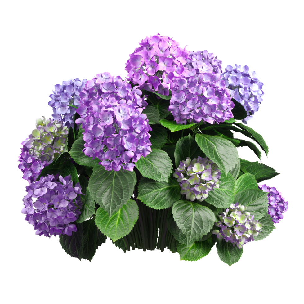 bukett blomma flora blomma skära ut transparent bakgrund 3d tolkning png fil