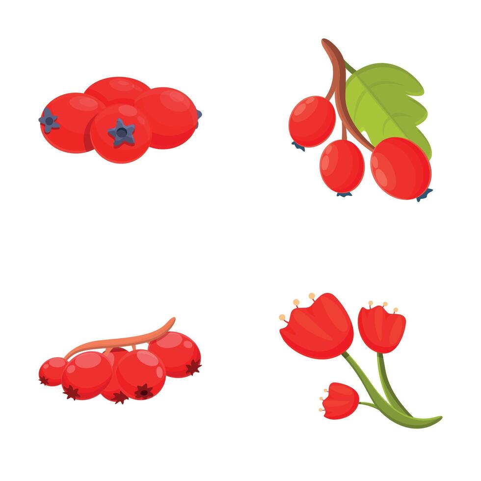 Hawthorn berry icons set cartoon vector. Hawberry branch with red berry and leaf vector