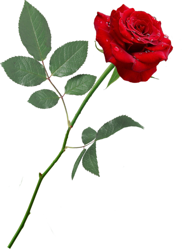 trädgård ro floribunda centifolia ro skrivbord, röd reste sig, blad, png