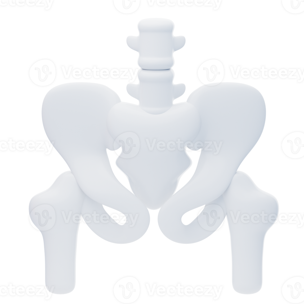 waist bone 3d icon. A human pelvic bone is joined to the leg femur png