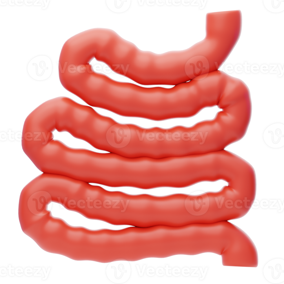 Small Intestine 3D Icon. Intestine 3d icon png