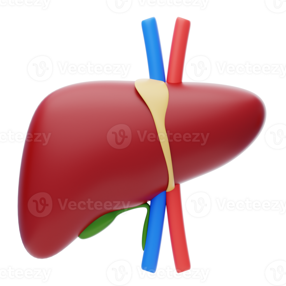 Liver 3D Icon. Human liver 3d illustration png