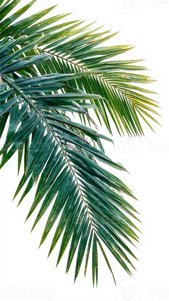 AI generated Isolated coconut tree leaf on white background with vibrant green Vertical Mobile Wallpaper photo