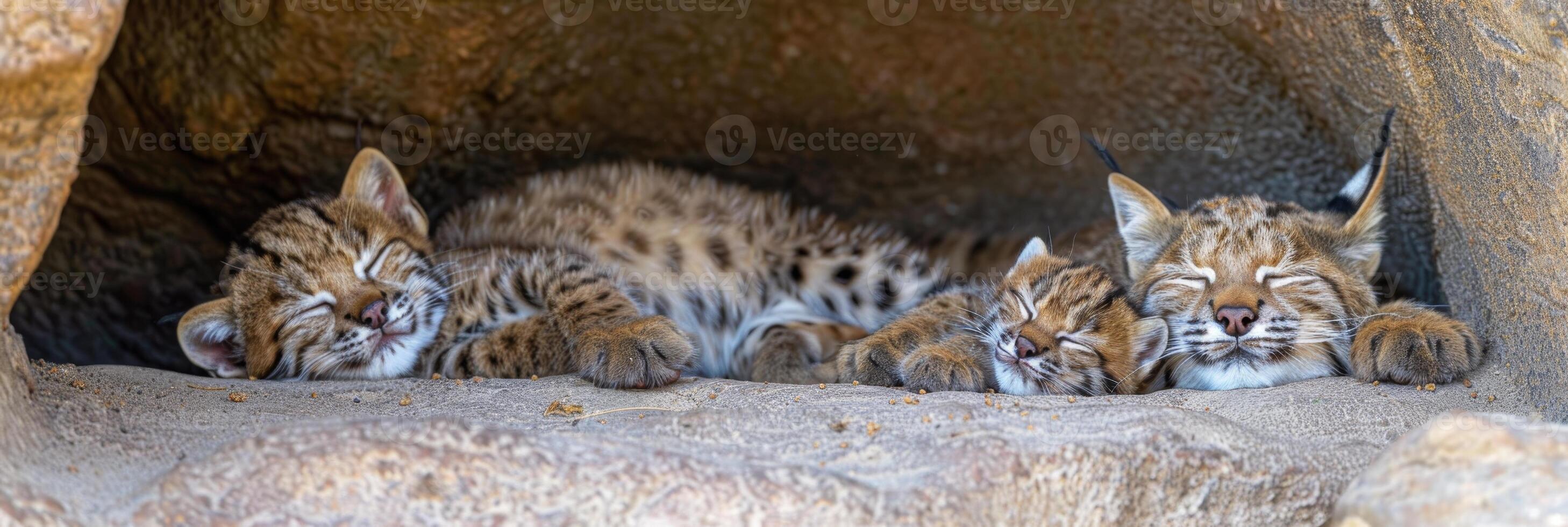 AI generated Male bobcat and kitten portrait with text space, object on right, perfect for detailed descriptions photo