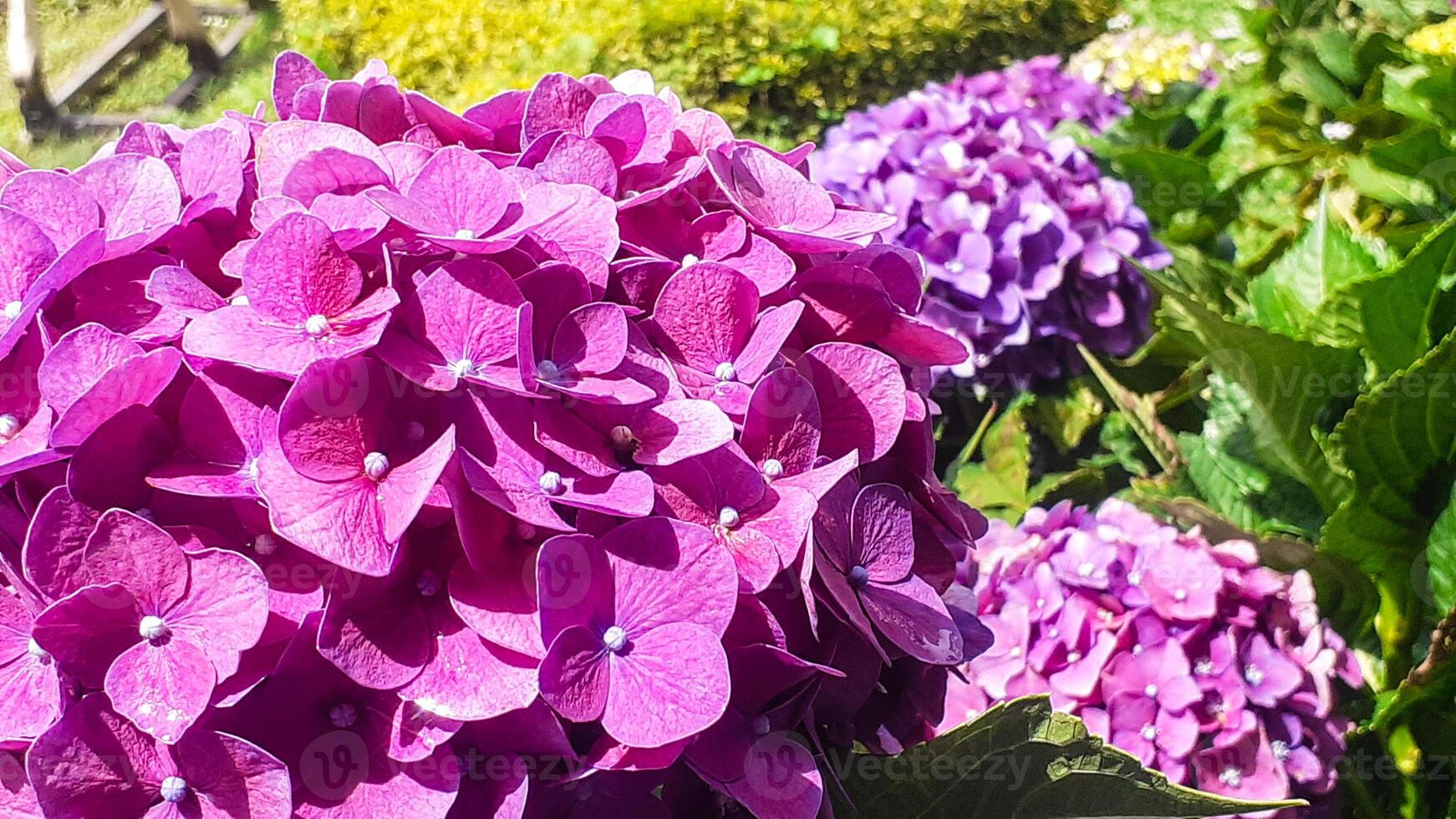 hermosa hortensia flores en el jardín foto