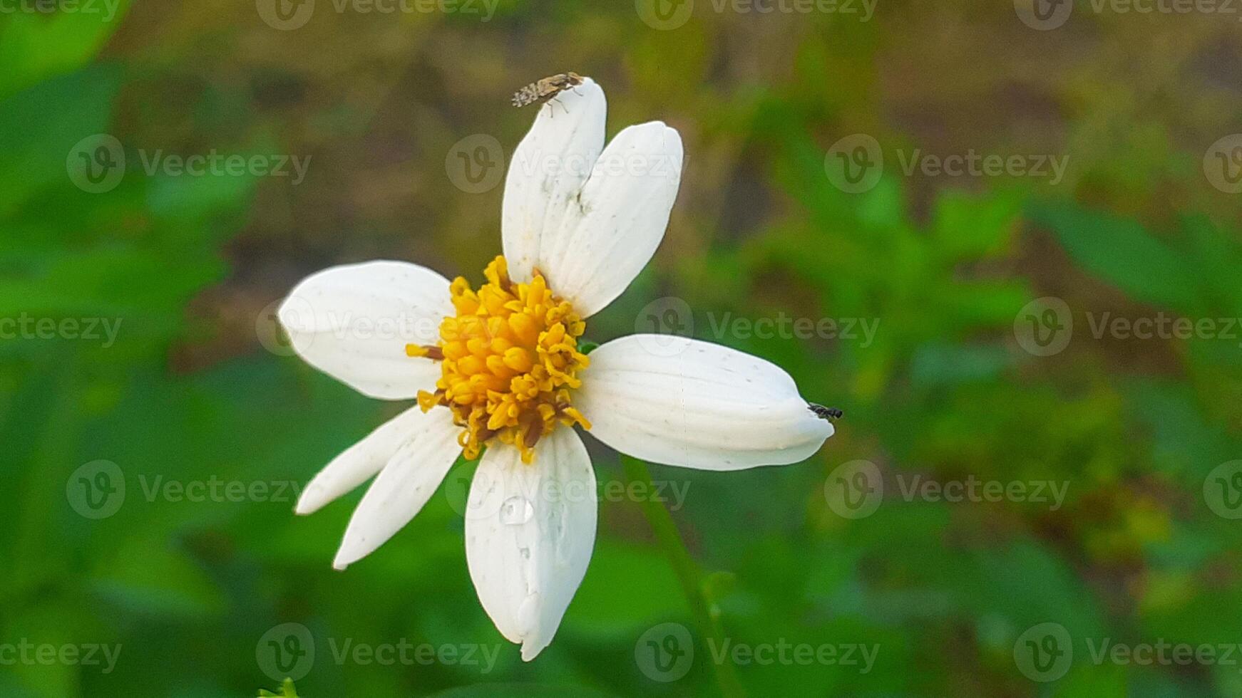 Close up Biden Pilosa or white flower growing in the garden photo