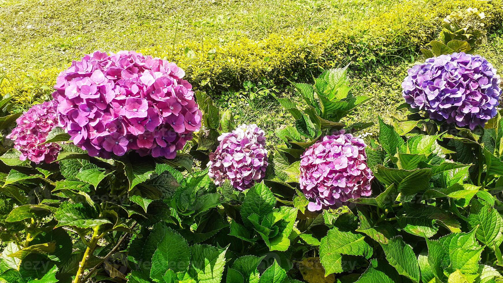 Beautiful hydrangea flowers in the garden photo