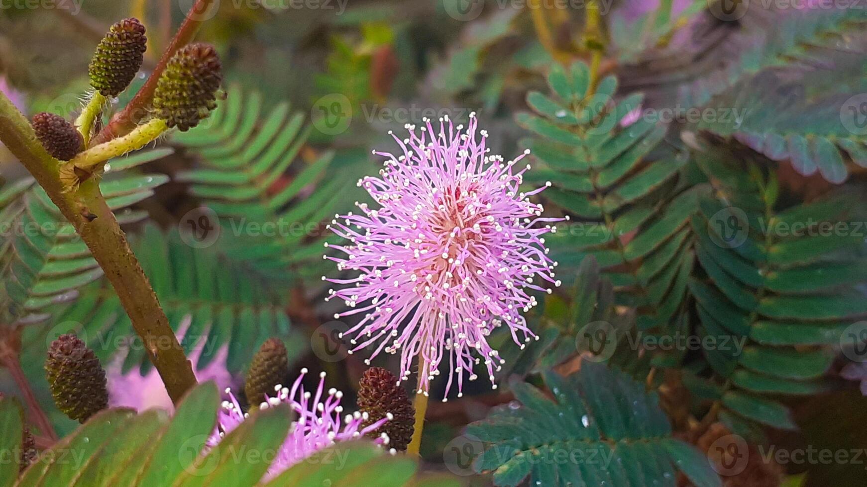 close up of shy princess flowers growing in the garden photo