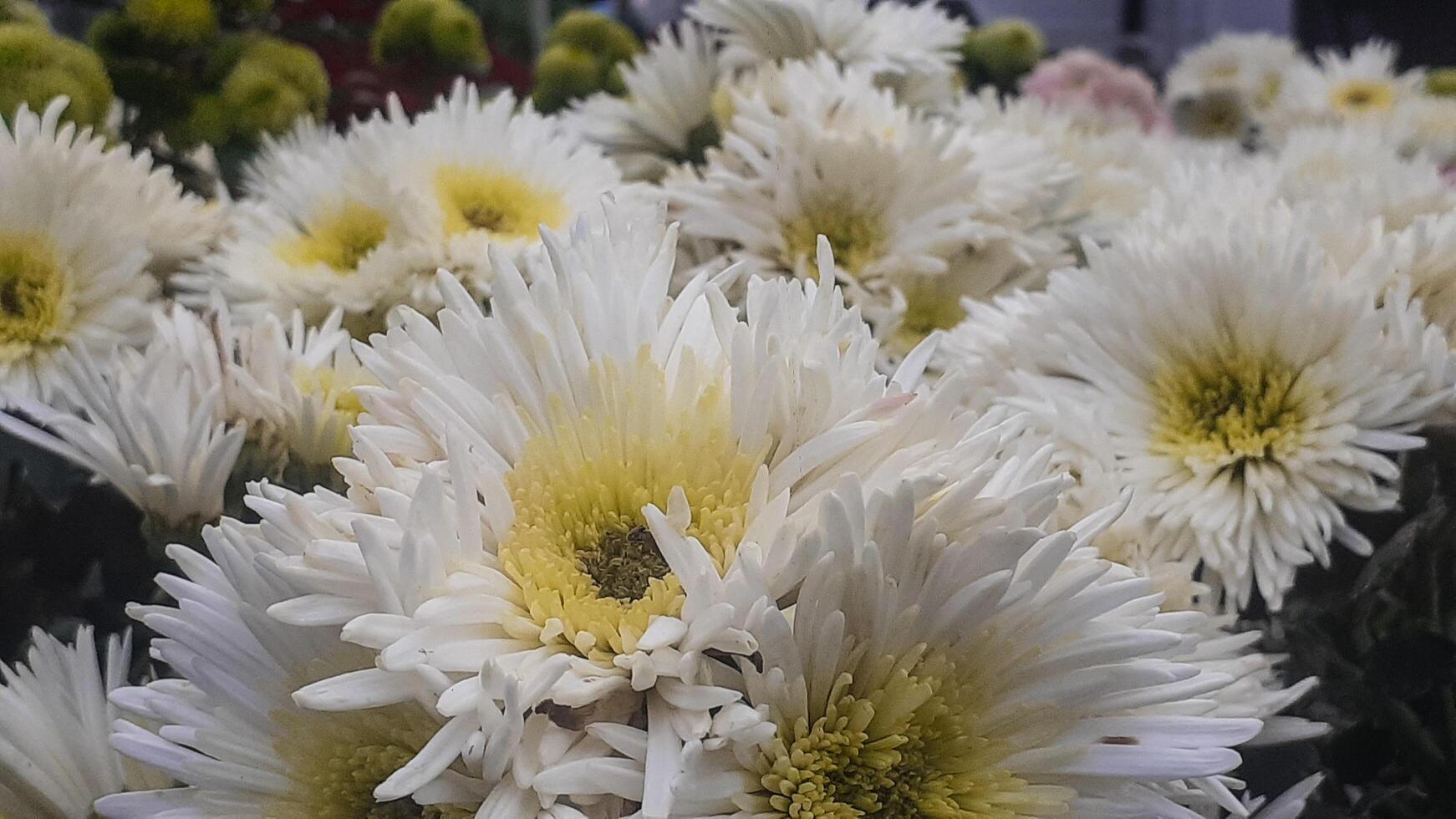 Aster Flower in Guci Orchid Garden Tegal Regency photo