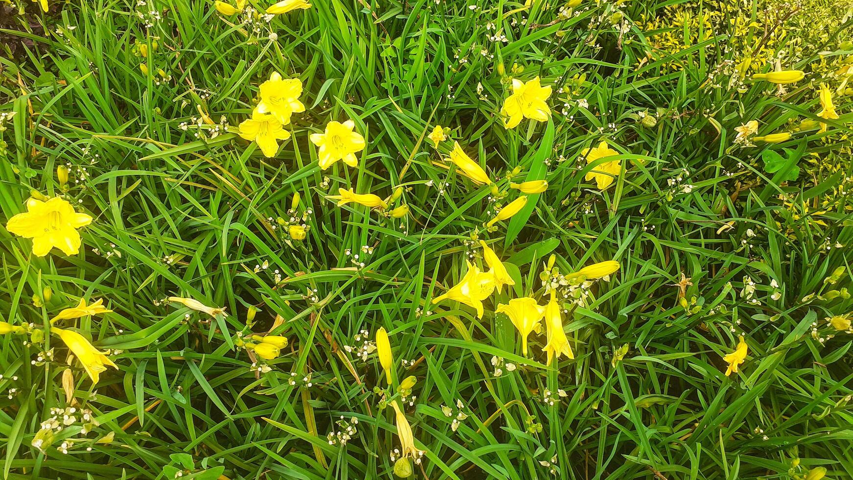 Close up of beautiful yellow lily flower photo