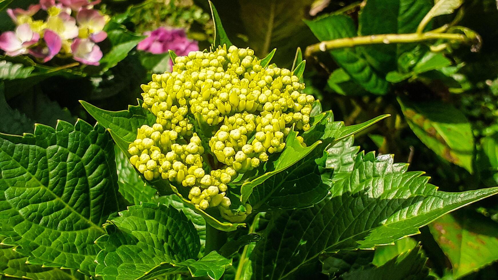 Beautiful hydrangea flowers in the garden photo