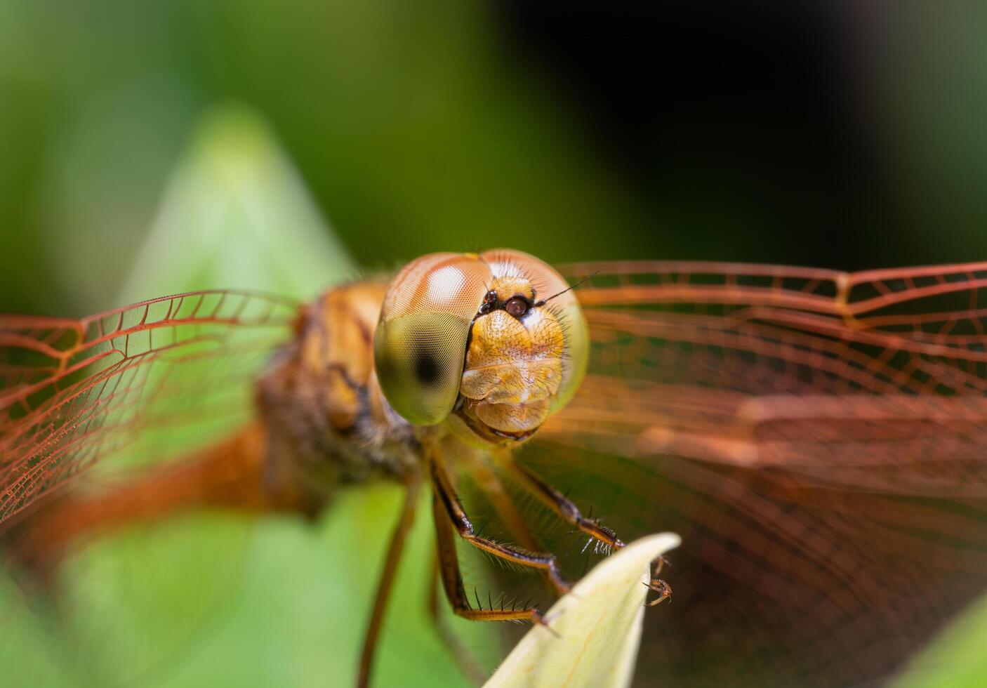 Close-up or macro photo of a dragonfly. Insect photo. Insect life in nature perched on a leaf. Dragonfly species. grid patterned eyes