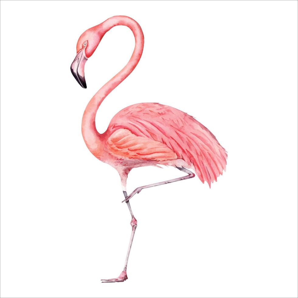 Pink flamingo bird painting. Isolated on white background. Hand drawn illustration element. For exotic tropical designs, cards, prints, invitations. Holiday brochures, magazines, posters. vector