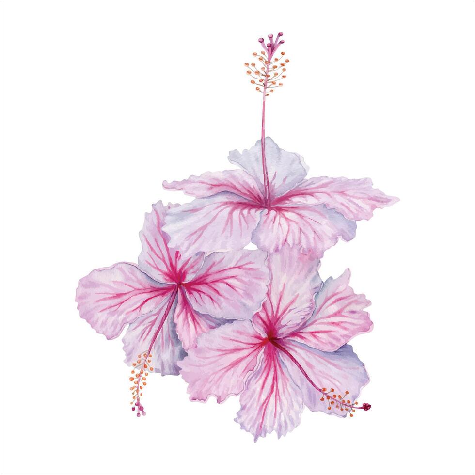 Three watercolor pink and white hibiscus flowers. Hand painted blossom isolated on white background. Realistic delicate floral element. Hibiscus tea, syrup, cosmetics, beauty, fashion prints, designs vector