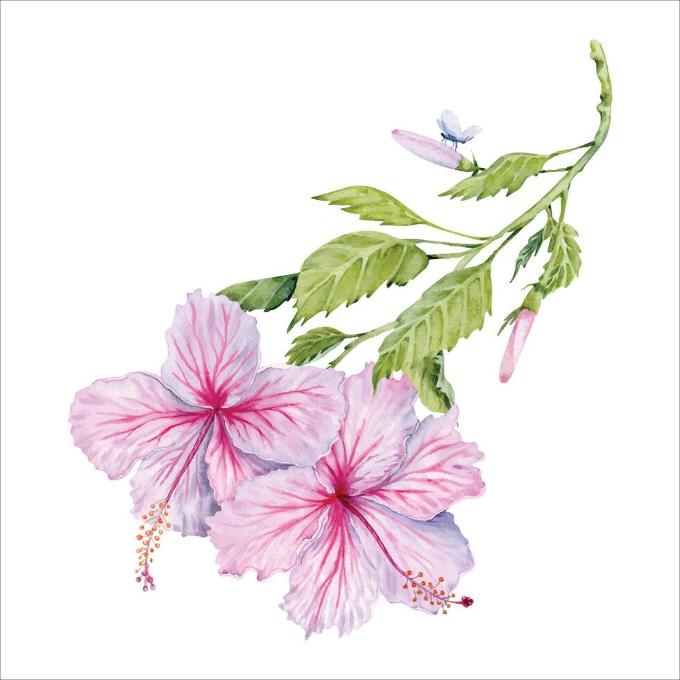 dos acuarela rosado hibisco flores en verde rama. mano pintado flores aislado en blanco antecedentes. realista floral composición. hibisco té, jarabe, productos cosméticos, belleza, Moda huellas dactilares, diseños vector