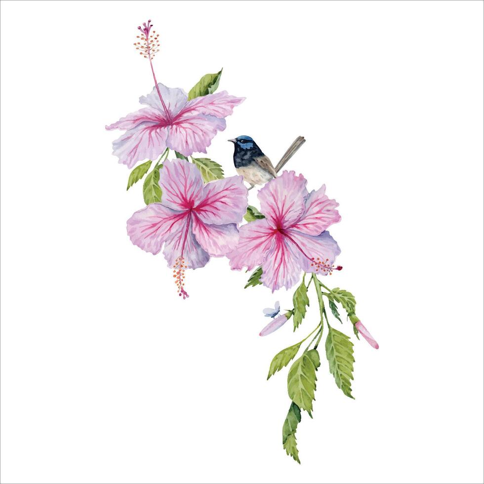 Watercolor pink hibiscus flowers with green leaves and a bird. Hand painted element isolated on white background. Floral composition. Hibiscus tea, syrup, cosmetics, beauty, fashion prints, designs vector