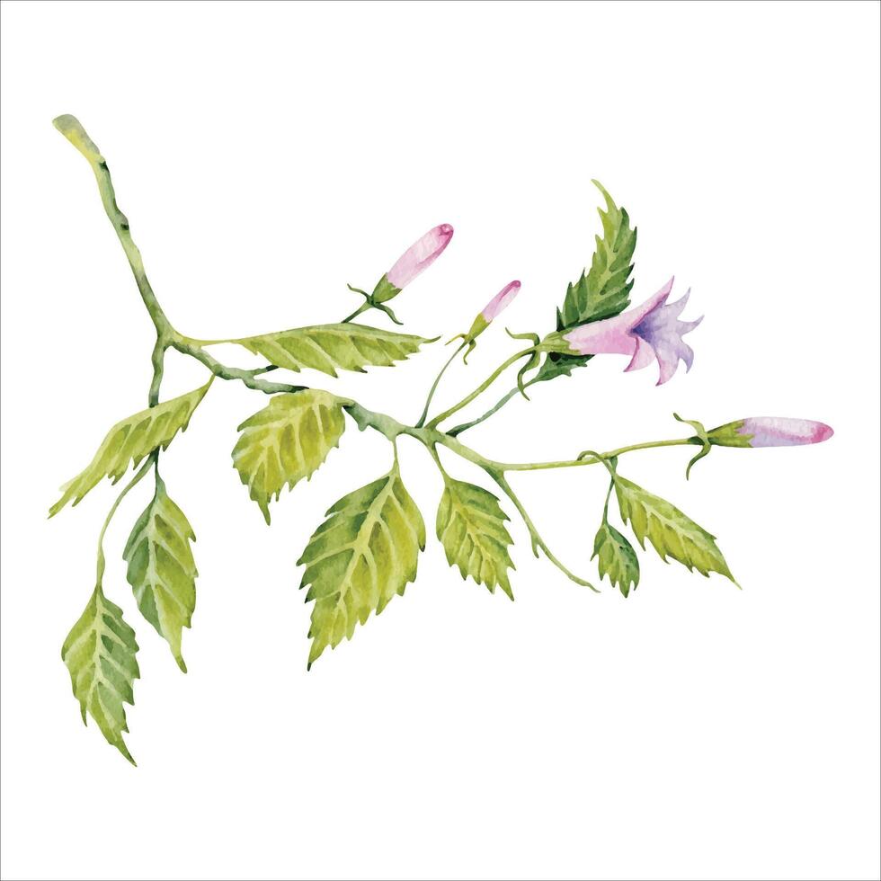 Watercolor green leaves of hibiscus flower. Hand painted branch with leaves, pink buds and tiny butterfly isolated vector. Delicate plant. Hibiscus tea, syrup, cosmetics design element vector