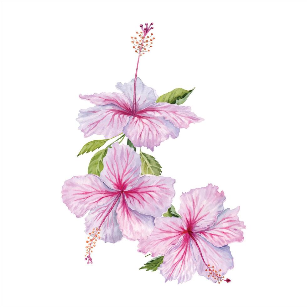 Three watercolor pink hibiscus flowers with green leaves. Hand painted blossoms isolated on white background. Realistic floral vector. Hibiscus tea, syrup, cosmetics, beauty, fashion prints, designs vector