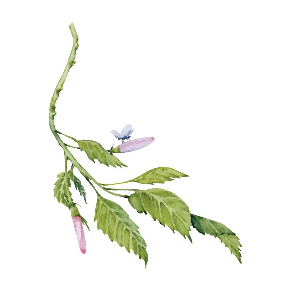 Watercolor green leaves of hibiscus flower. Hand painted branch with leaves, pink buds and tiny butterfly isolated vector. Delicate plant. Hibiscus tea, syrup, cosmetics design element vector