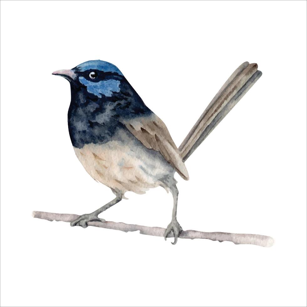 Superb Fairy Wren. Watercolor illustration element isolated vector. Vintage hand drawn painting of native Australian bird with blue plumage. Symbol of National Parks in Sydney, Melbourne vector