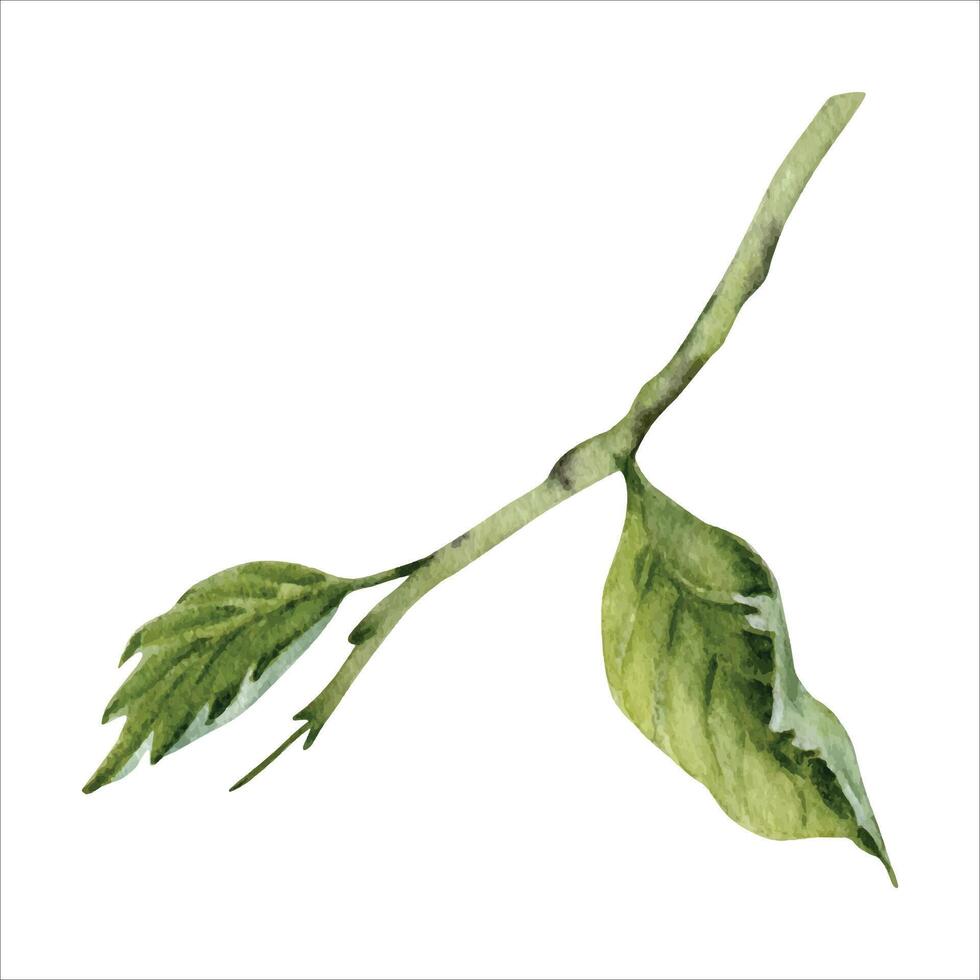 acuarela verde hojas de hibisco flor. mano pintado ilustración de un pequeño planta rama aislado vector. hibisco té, floral follaje, delicado árbol ramita, natural diseño elemento vector