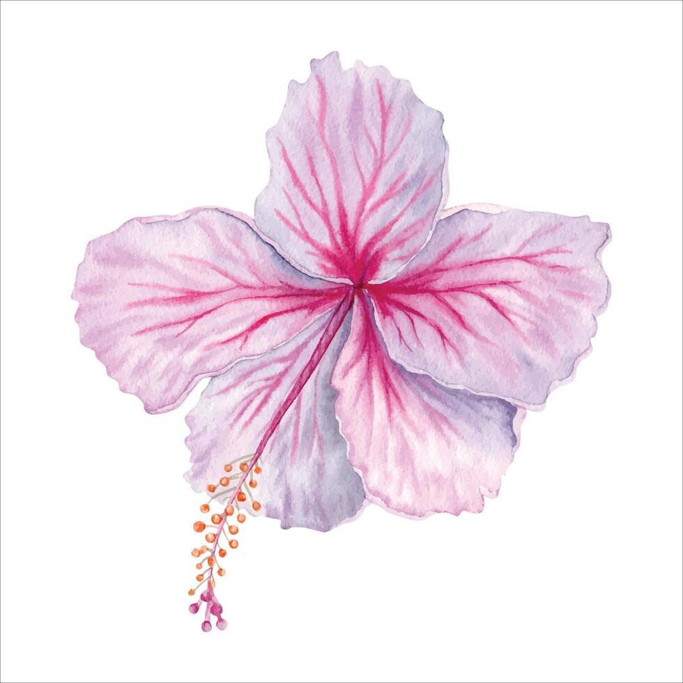 Watercolor pink and white hibiscus flower. Hand painted blossom  isolated vector. Realistic delicate floral element. Hibiscus tea, syrup, cosmetics, beauty, fashion prints and designs vector