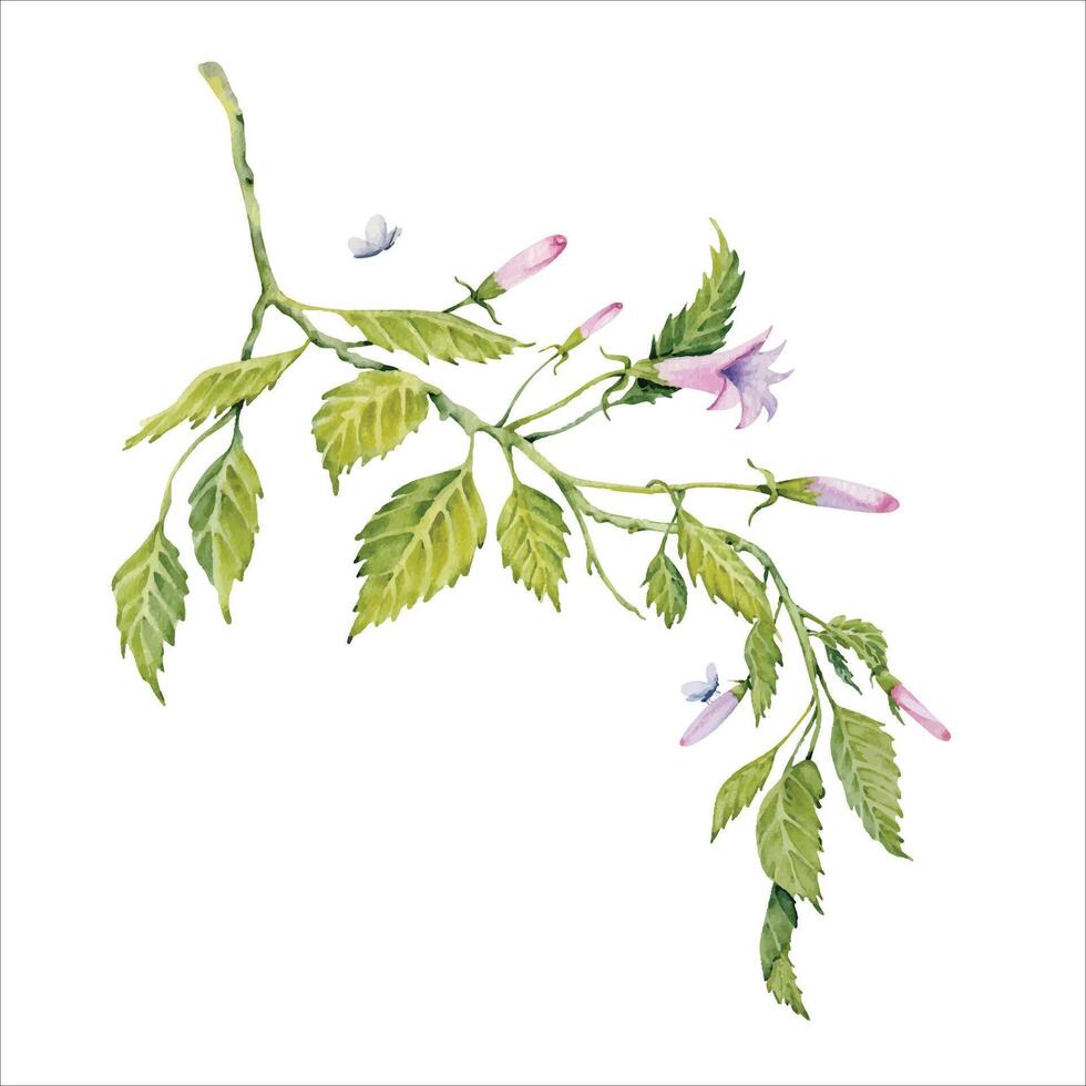 Watercolor green leaves of hibiscus floral frame composition. Hand painted branch with leaves, pink buds and isolated on white background. Delicate plant. Hibiscus tea, syrup, cosmetics design element vector