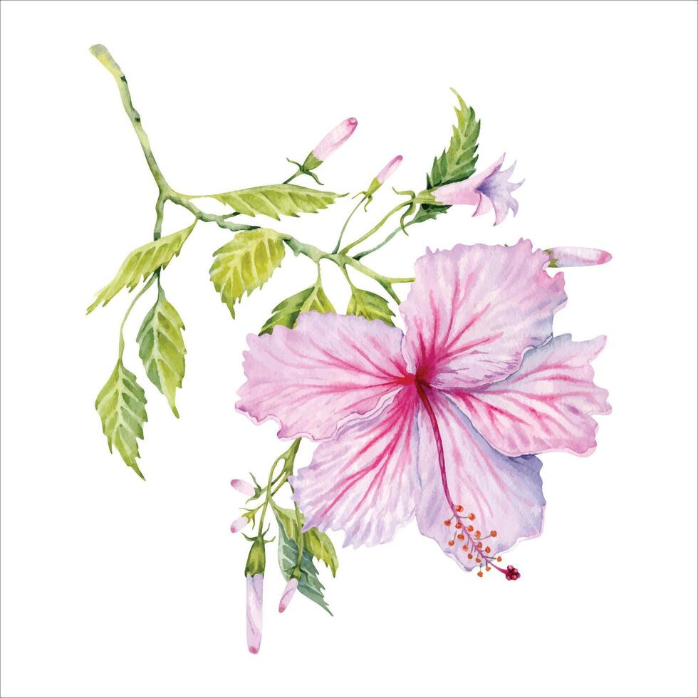 Watercolor pink hibiscus flower on green branch. Hand painted blossom  isolated on white background. Realistic delicate floral element. Hibiscus tea, syrup, cosmetics, beauty, fashion prints, designs vector