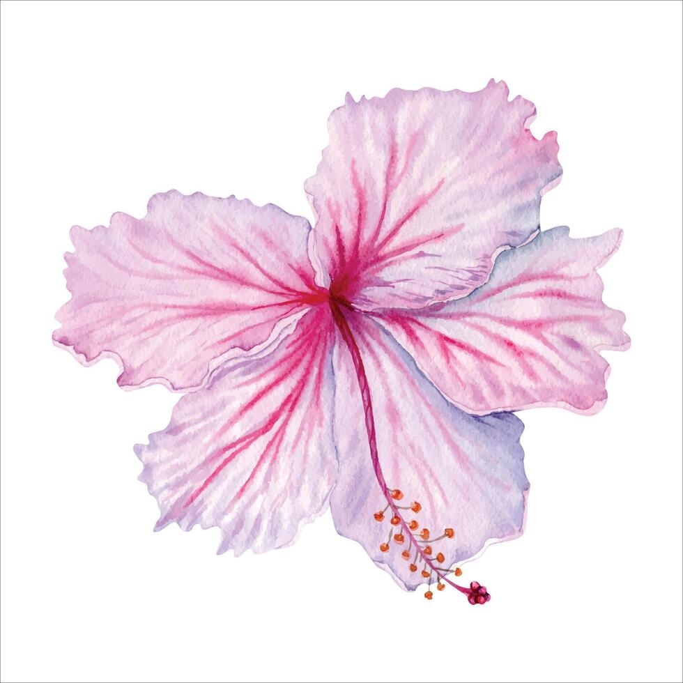 acuarela rosado y blanco hibisco flor. mano pintado florecer vector ilustración. realista delicado floral elemento. hibisco té, jarabe, productos cosméticos, belleza, Moda huellas dactilares y diseños