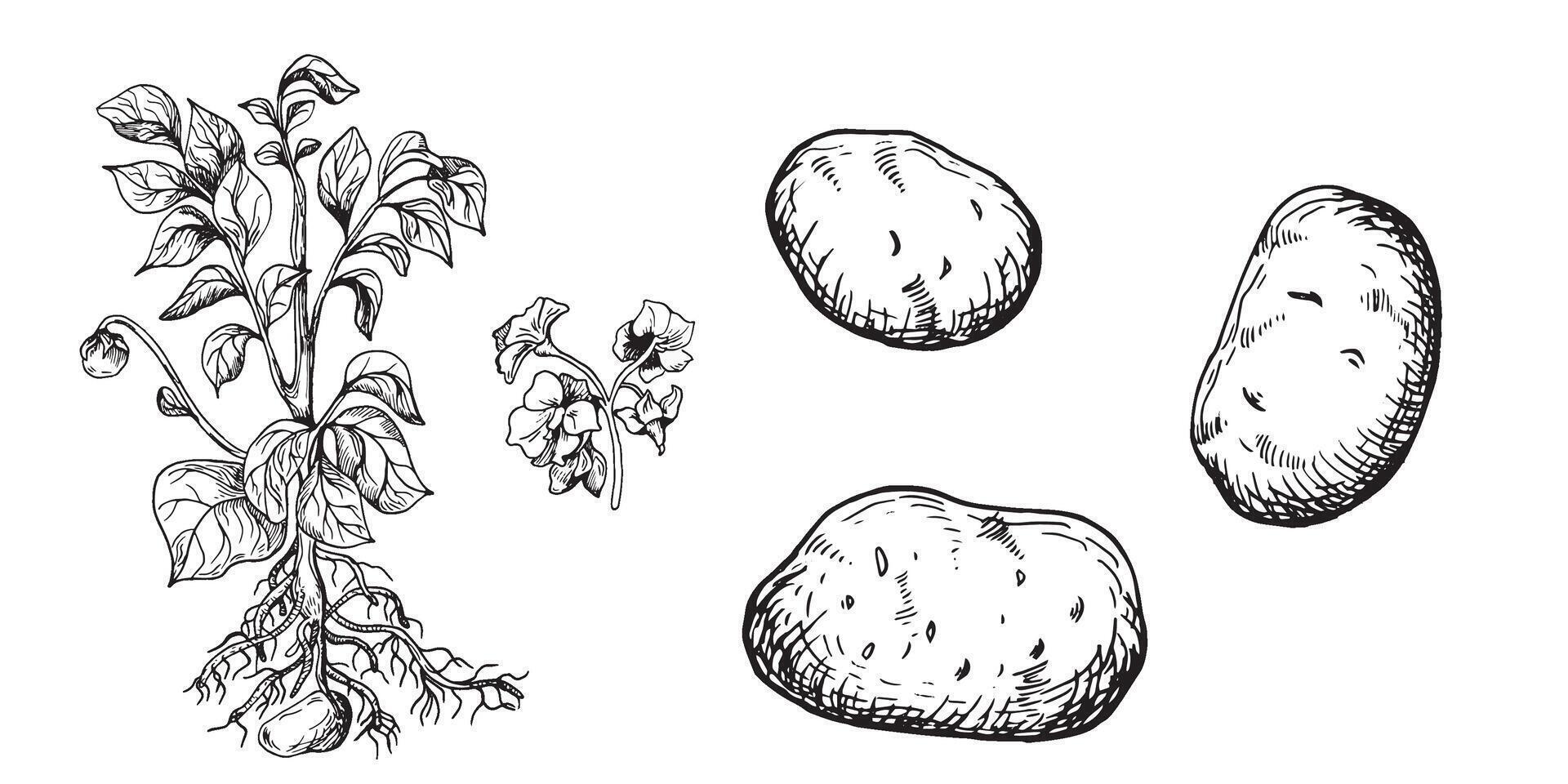Bush of potato vector illustration isolated on white. Bush of root vegetable ink outline hand drawn. Tuber potato black white silhouette. For design menu, wrapping, ingredients of recipe, packaging.